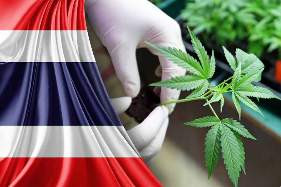 Medical cannabis legalization in Thailand