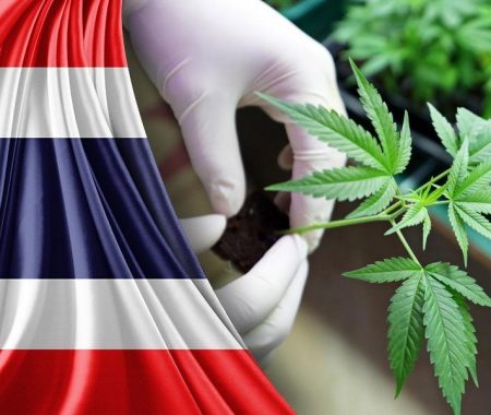 Consuming cannabis in Thailand: what tourists need to know about marijuana  rules, Cannabis